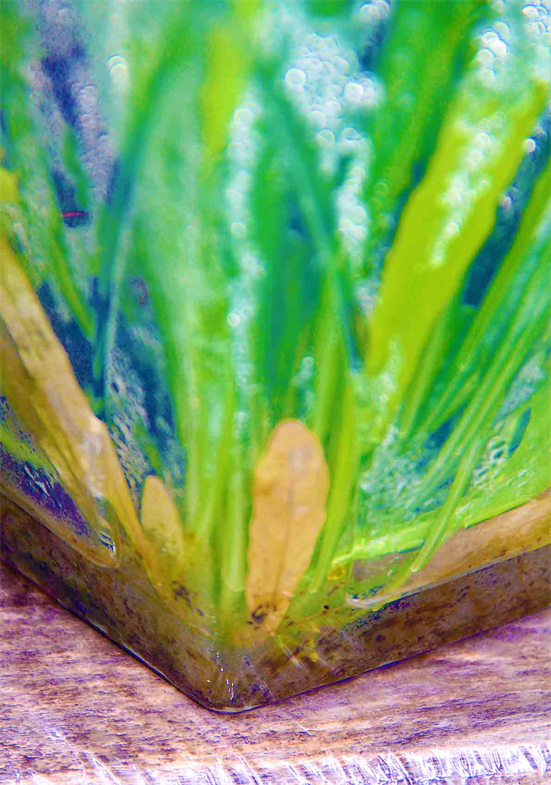 Custom Made Living Walls,
Custom Made Living Art.